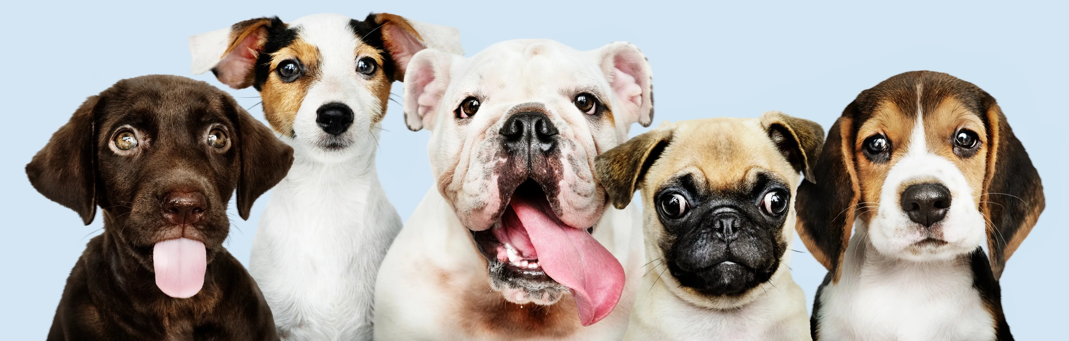 Puppy breeds banner