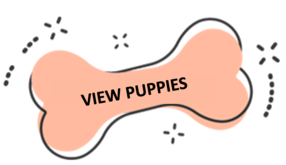 https://pettitohouston.com/wp-content/uploads/2021/12/imageedit_12_6168277756.png