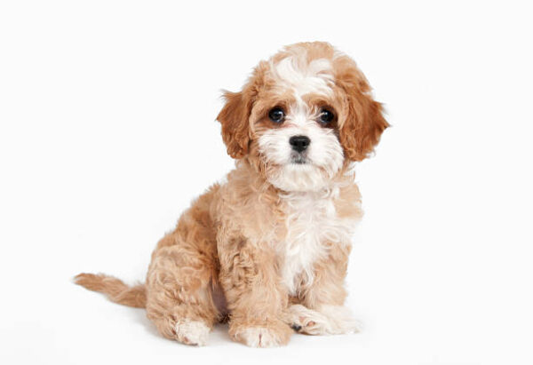 Cavapoos