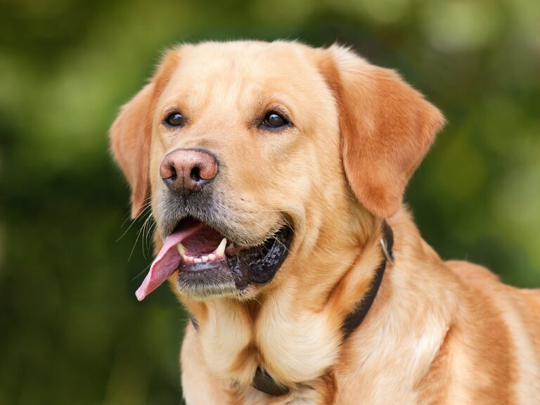 The Labrador Retriever: The Ultimate Family Dog - Pettito