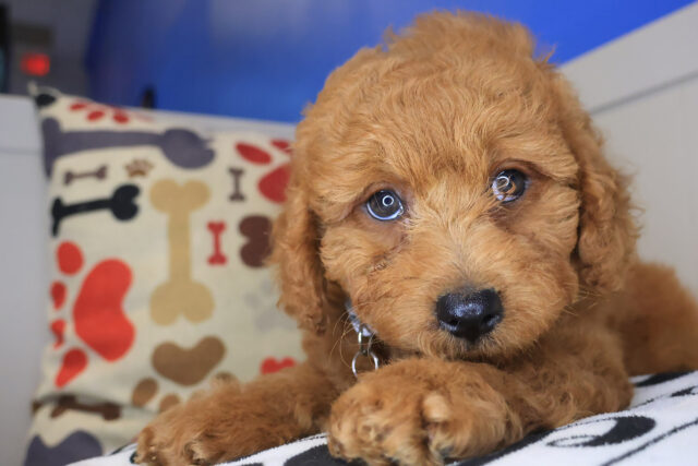 Loki Ultra Mini Goldendoodle 02