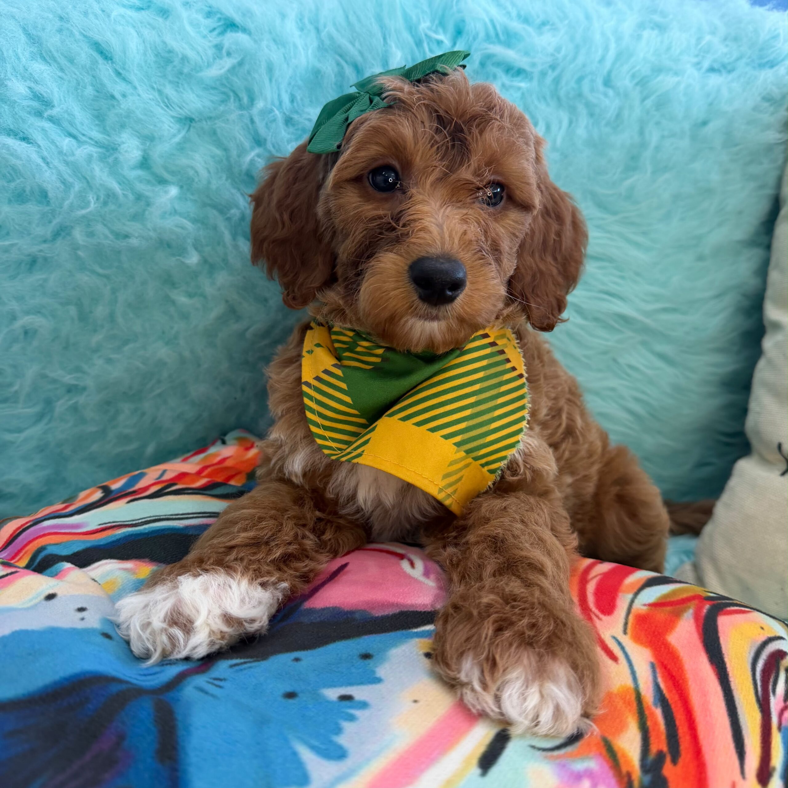 Adelene Goldendoodle 01 Adelene Goldendoodle 01