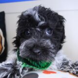 Benny Bichapoo 01