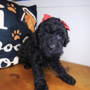 Melody Poodle 01 Melody Poodle 01