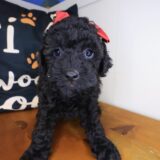 Melody Poodle 02