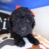 Melody Poodle 03