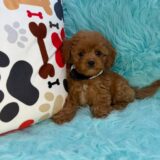 Miro Cavapoo 01