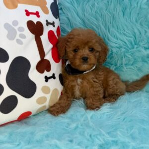 Miro Cavapoo 01 Miro Cavapoo 01