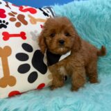 Miro Cavapoo 02
