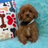 Miro Cavapoo 03