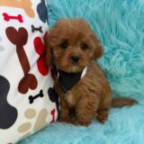 Miro Cavapoo 04