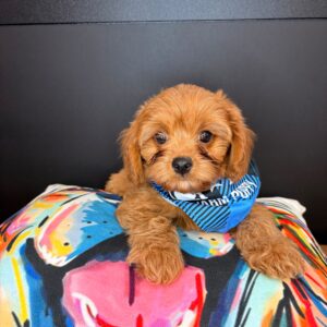 Radar Cavapoo 01 Radar Cavapoo 01