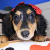 Sugar Dachshund 01