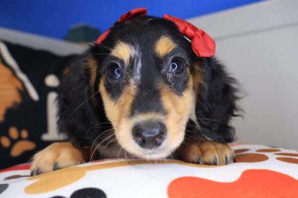 Sugar Dachshund 01
