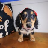 Sugar Dachshund 02