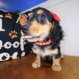 Sugar Dachshund 03