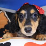 Sugar Dachshund 04