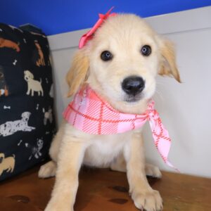Abbie Golden Retriever 01 Abbie Golden Retriever 01
