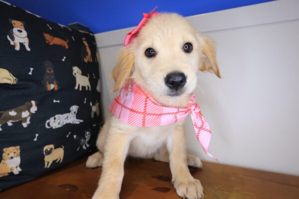 Abbie Golden Retriever 01