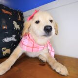 Abbie Golden Retriever 03