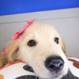 Abbie Golden Retriever 04