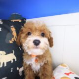 Adrien Maltipoo 01