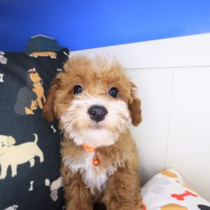 Adrien Maltipoo 01 Adrien Maltipoo 01
