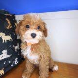 Adrien Maltipoo 02