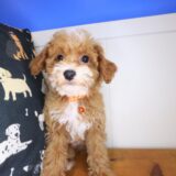 Adrien Maltipoo 03