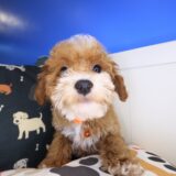 Adrien Maltipoo 04
