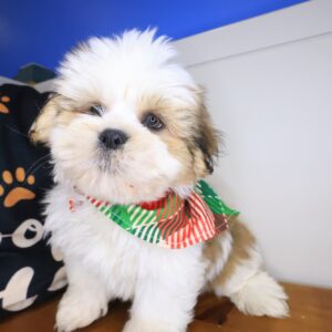 Allen Lhasa apso 01 Allen Lhasa apso 01