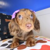 Anna Dachshund 01