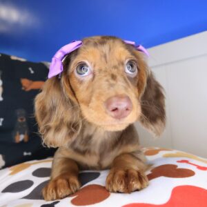 Anna Dachshund 01 Anna Dachshund 01