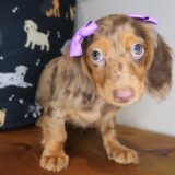 Anna Dachshund 02