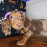 Anna Dachshund 03