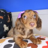 Anna Dachshund 04