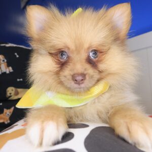 Annabell Pomeranian 01