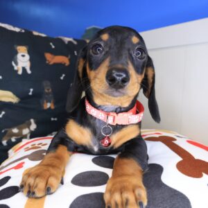 Beatrice Dachshund 01 Beatrice Dachshund 01