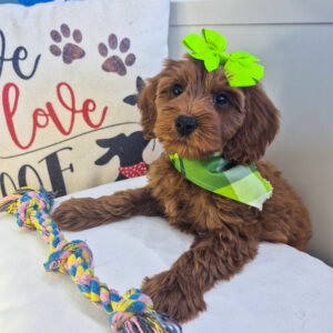 Beauty Goldendoodle 01 Beauty Goldendoodle 01