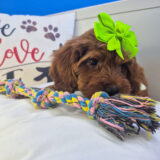 Beauty Goldendoodle 04