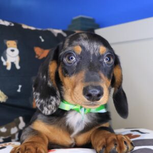 Boots Dachshund 01 Boots Dachshund 01