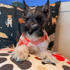 Brady Schnauzer 01 Brady Schnauzer 01