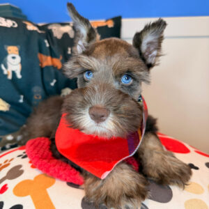 Bubba Schnauzer 01 Bubba Schnauzer 01