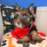 Bubba Schnauzer 02