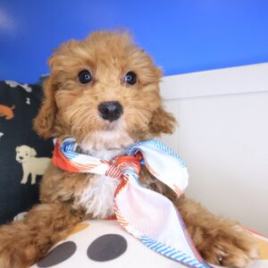 Cappy Maltipoo 01 Cappy Maltipoo 01
