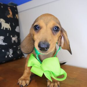 Celeste Dachshund 01 Celeste Dachshund 01