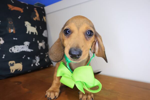 Celeste Dachshund 01