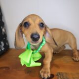Celeste Dachshund 02