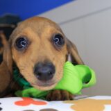 Celeste Dachshund 03