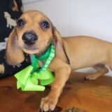 Celeste Dachshund 04
